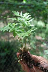 Handholdingfern