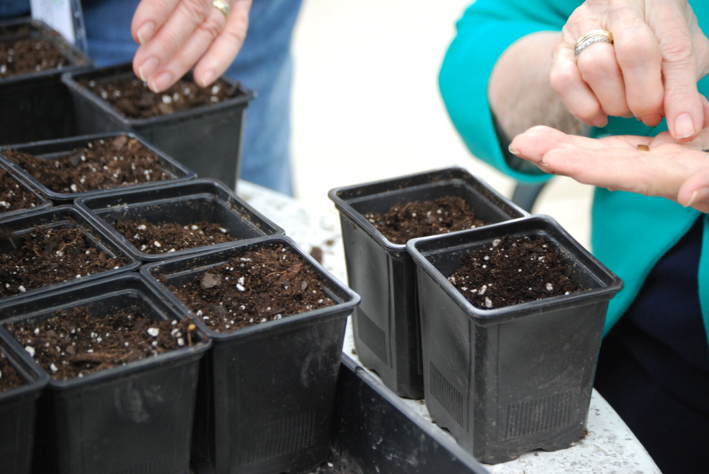 Seed sowing therapeutic horticulture eatbreathegarden