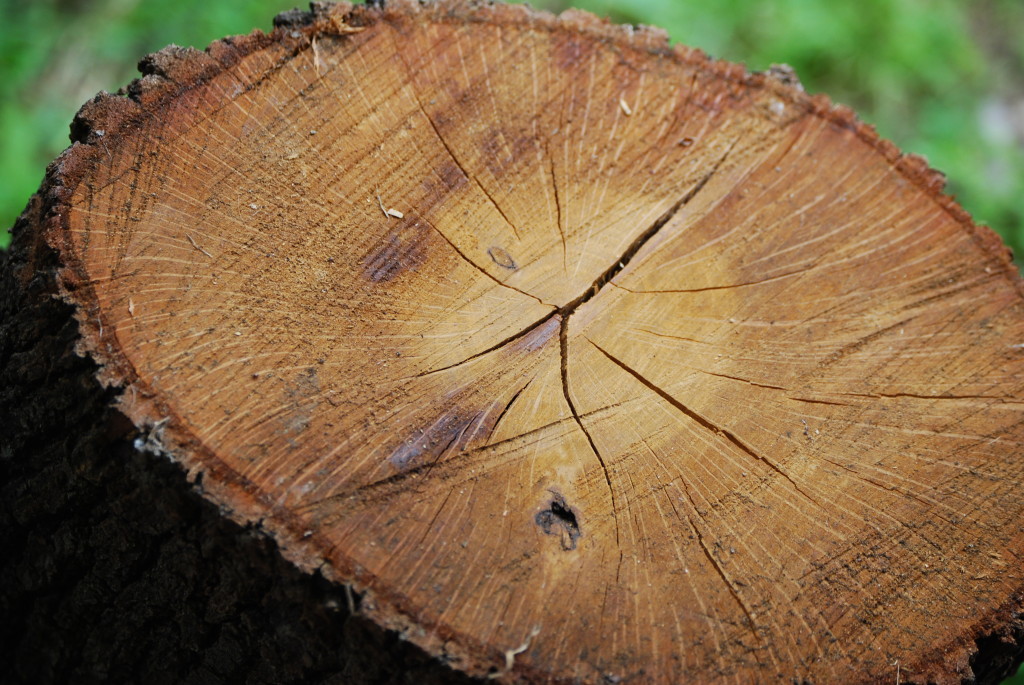 TreeRingsTreeCookieTherapeuticHorticulture