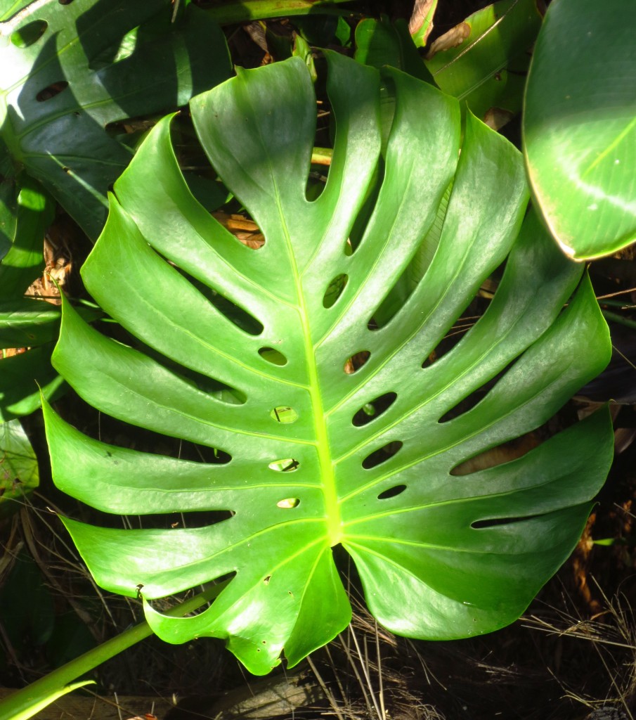 LFlemingPhilodendron