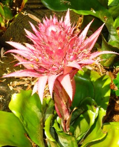 LFlemingBromeliadAechmea