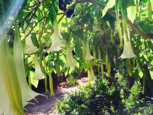 KCarrollAngelTrumpetBrugmansia