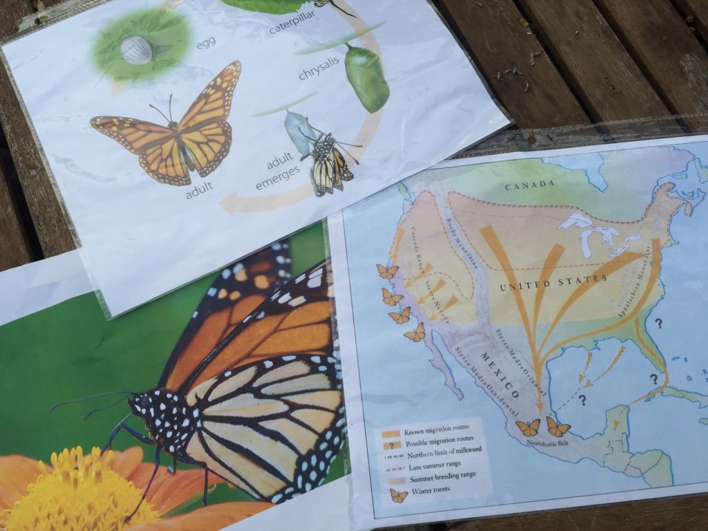 Plant Pollinators: Butterfly Visual Cues