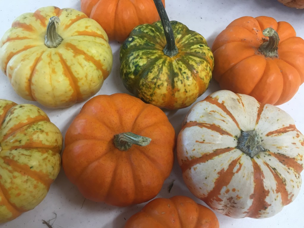 Miniature pumpkins