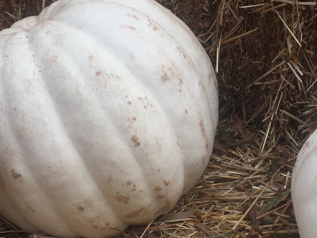 Crystal Star pumpkin