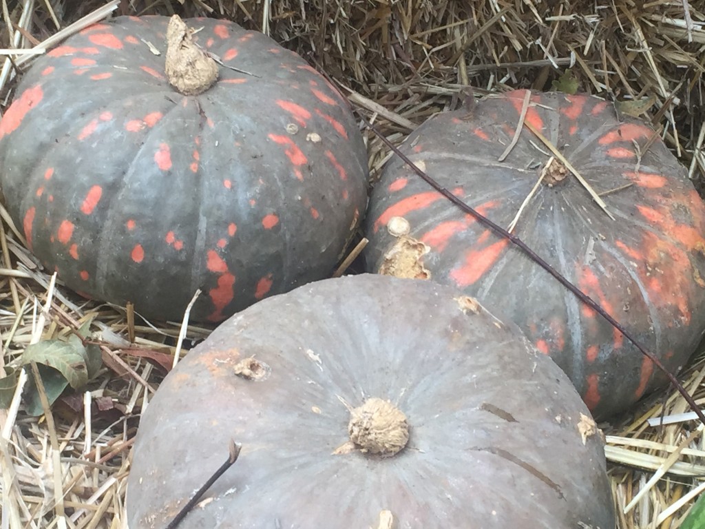 Speckled Hound squash