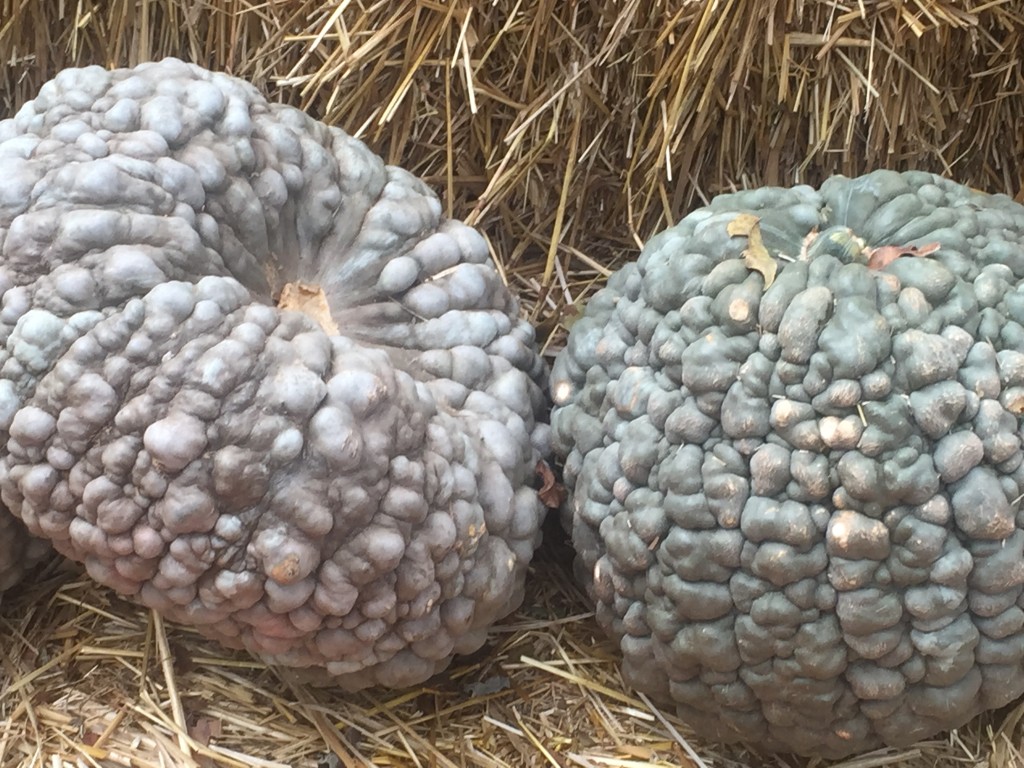 Chioggia pumpkin