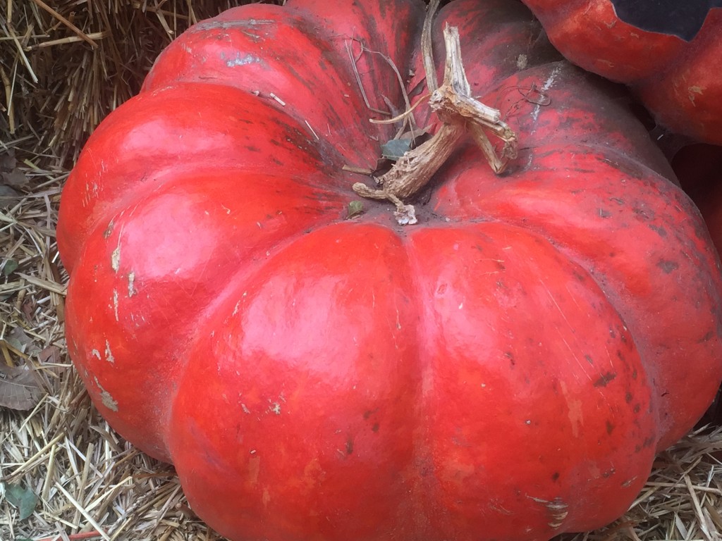 Cinderella pumpkin