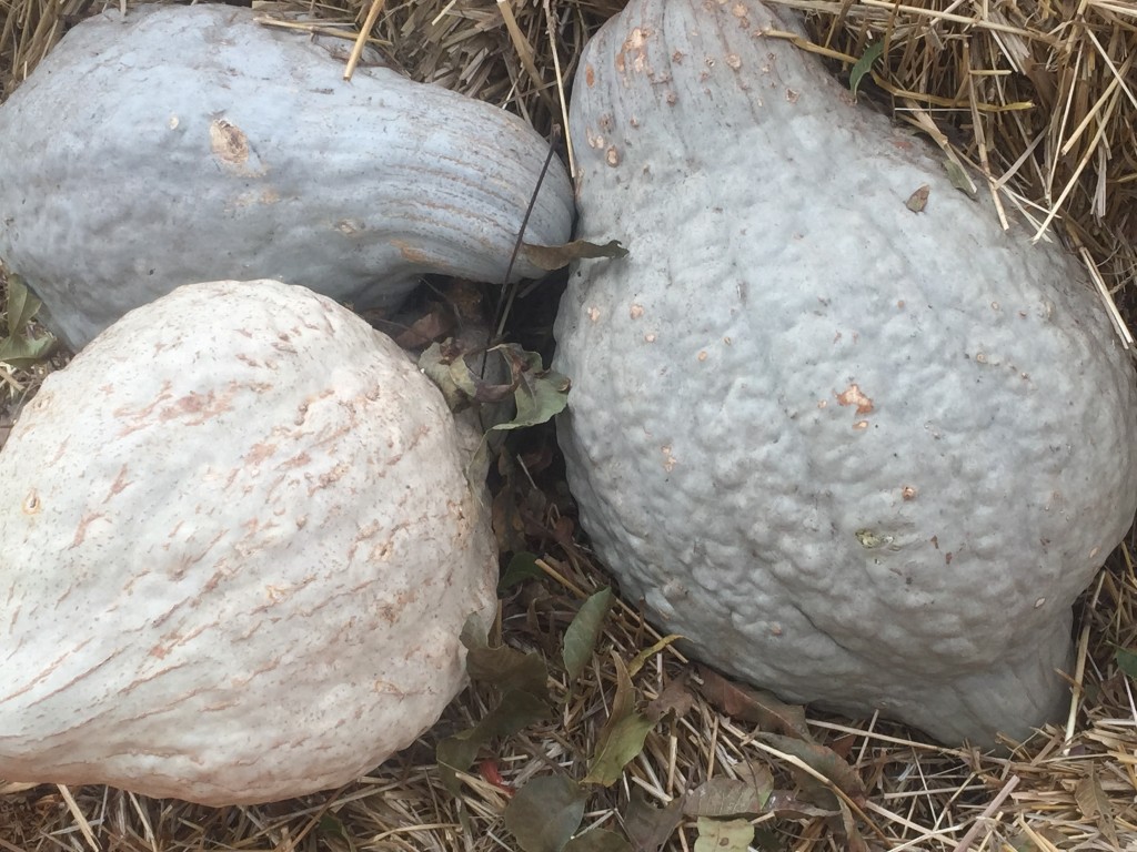 Blue Hubbard squash