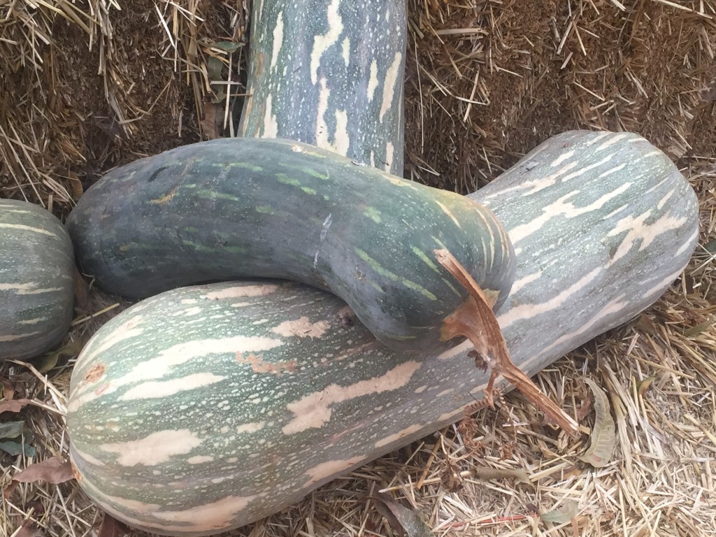 Naples squash