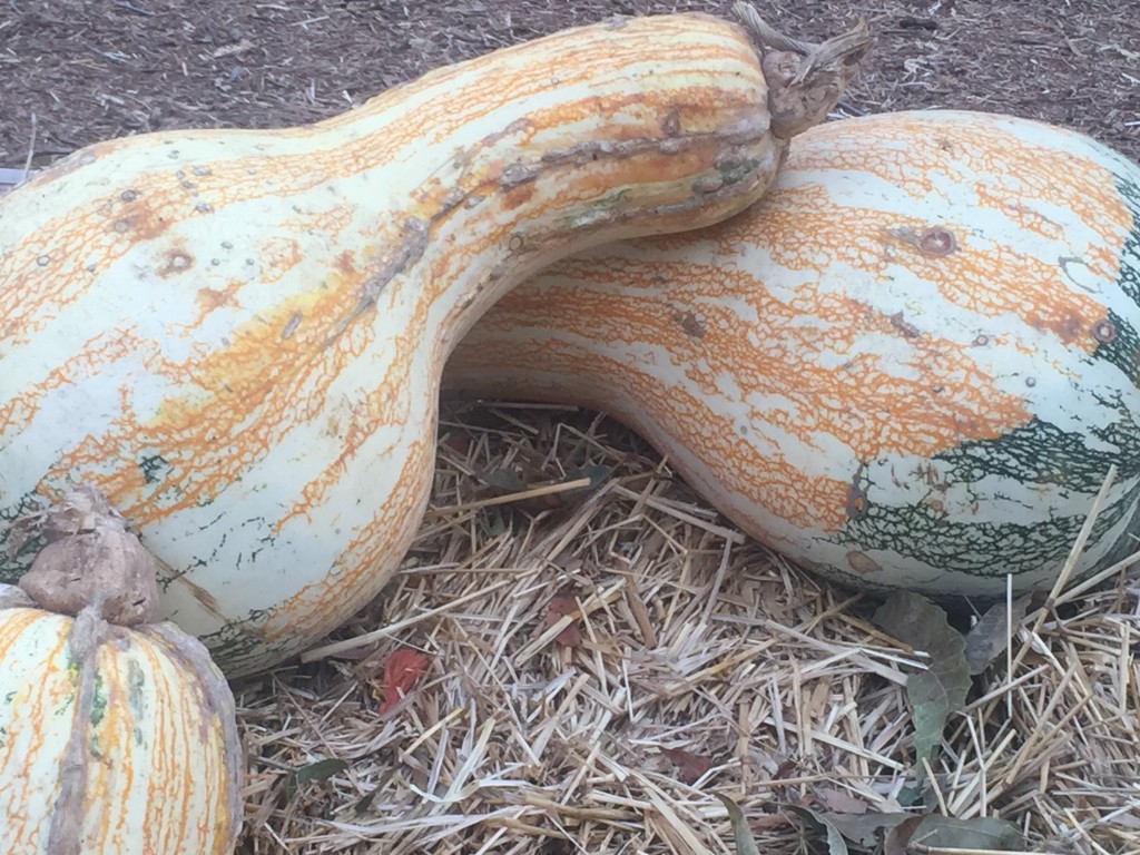 Kushaw squash