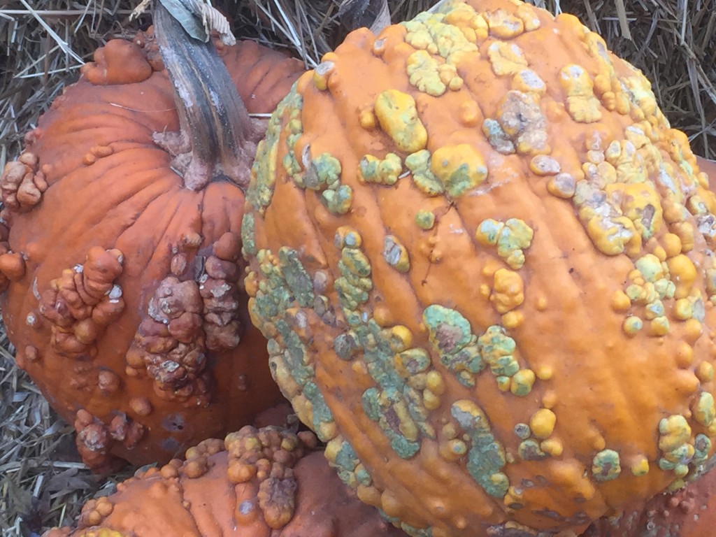 Knucklehead pumpkin