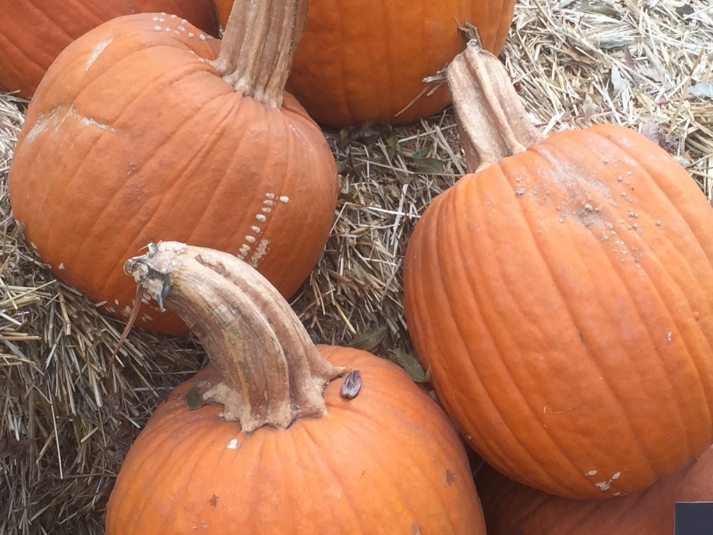 Wolf pumpkin