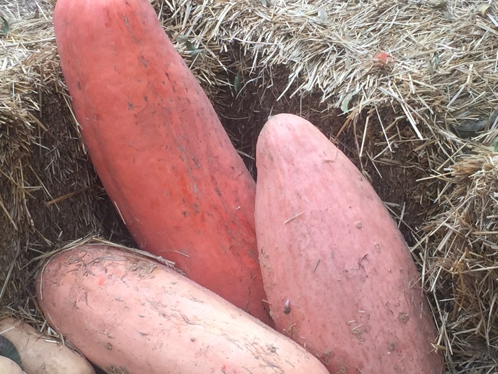 Pink Banana squash