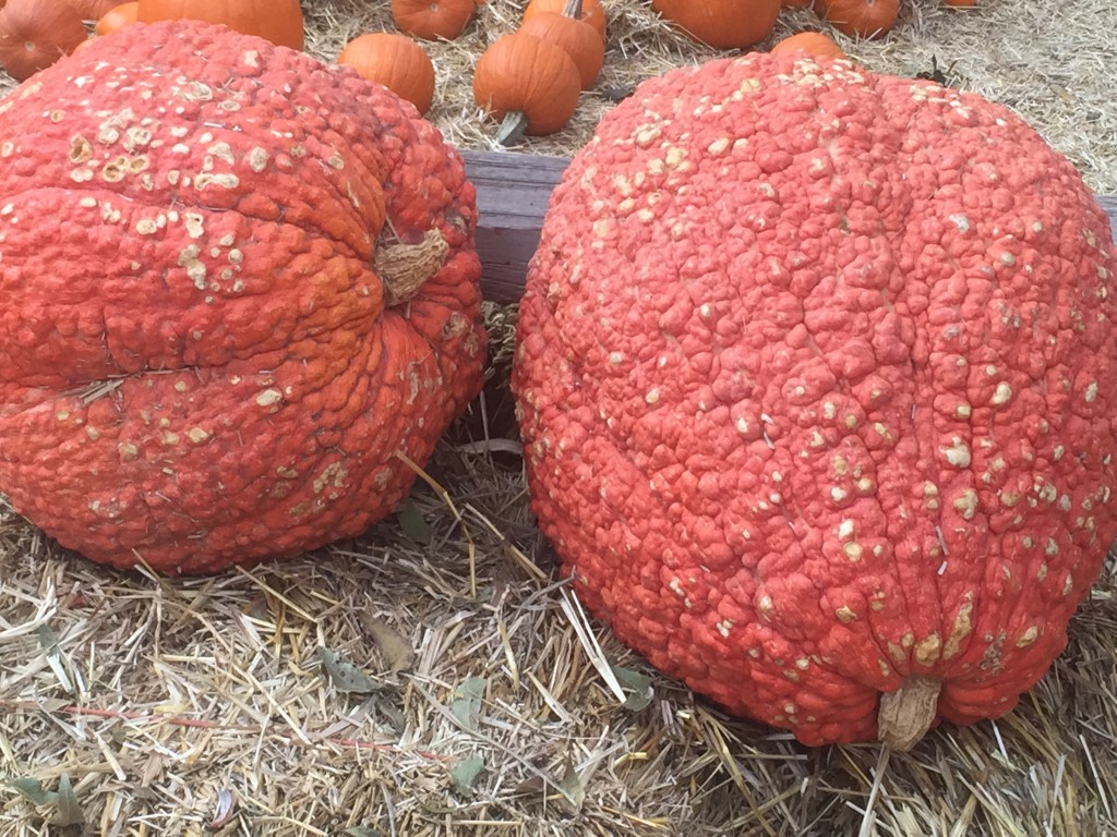 Red Warty Thing