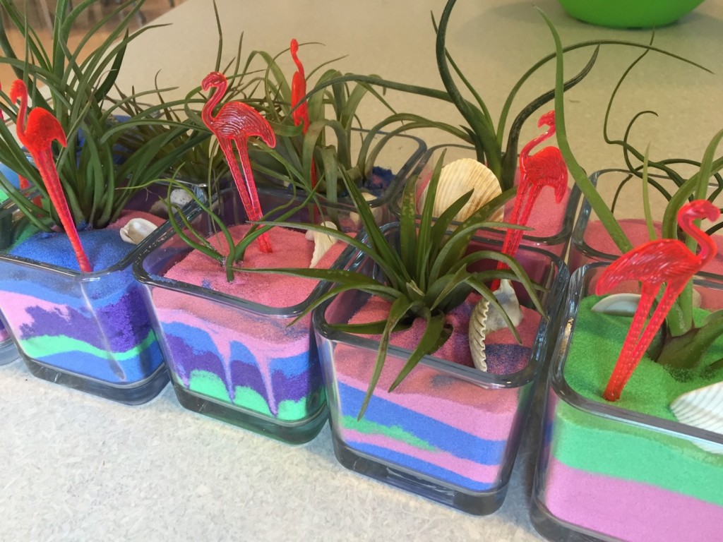 Air Plants and Sand Cubes