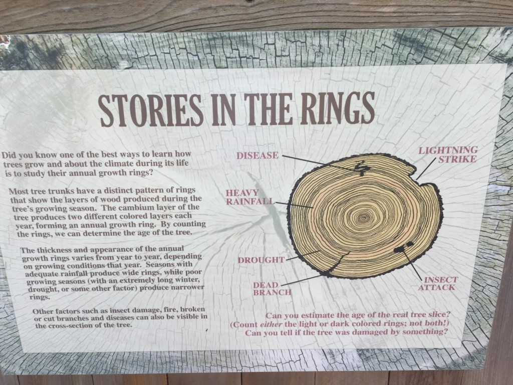 The Story of a Tree, as told by the tree rings - A Metaphor