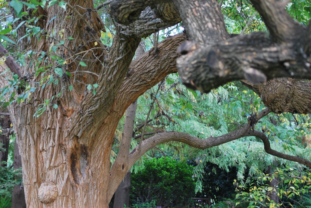 Osage orange Bois d'arc