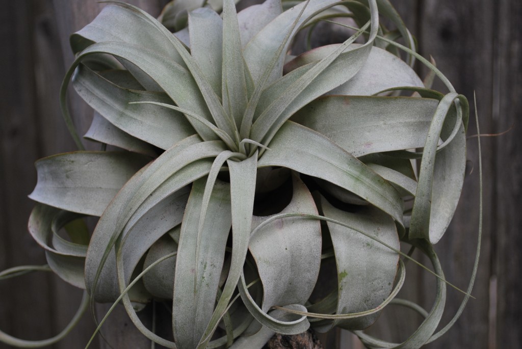 Tillandsia xerographica air plant