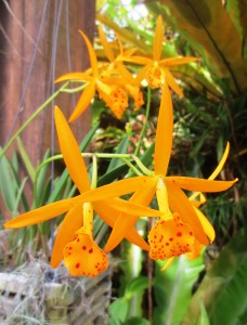 Brassocattleya Tangerine Jewel x Bc. Richard Mueller eatbreathegarden