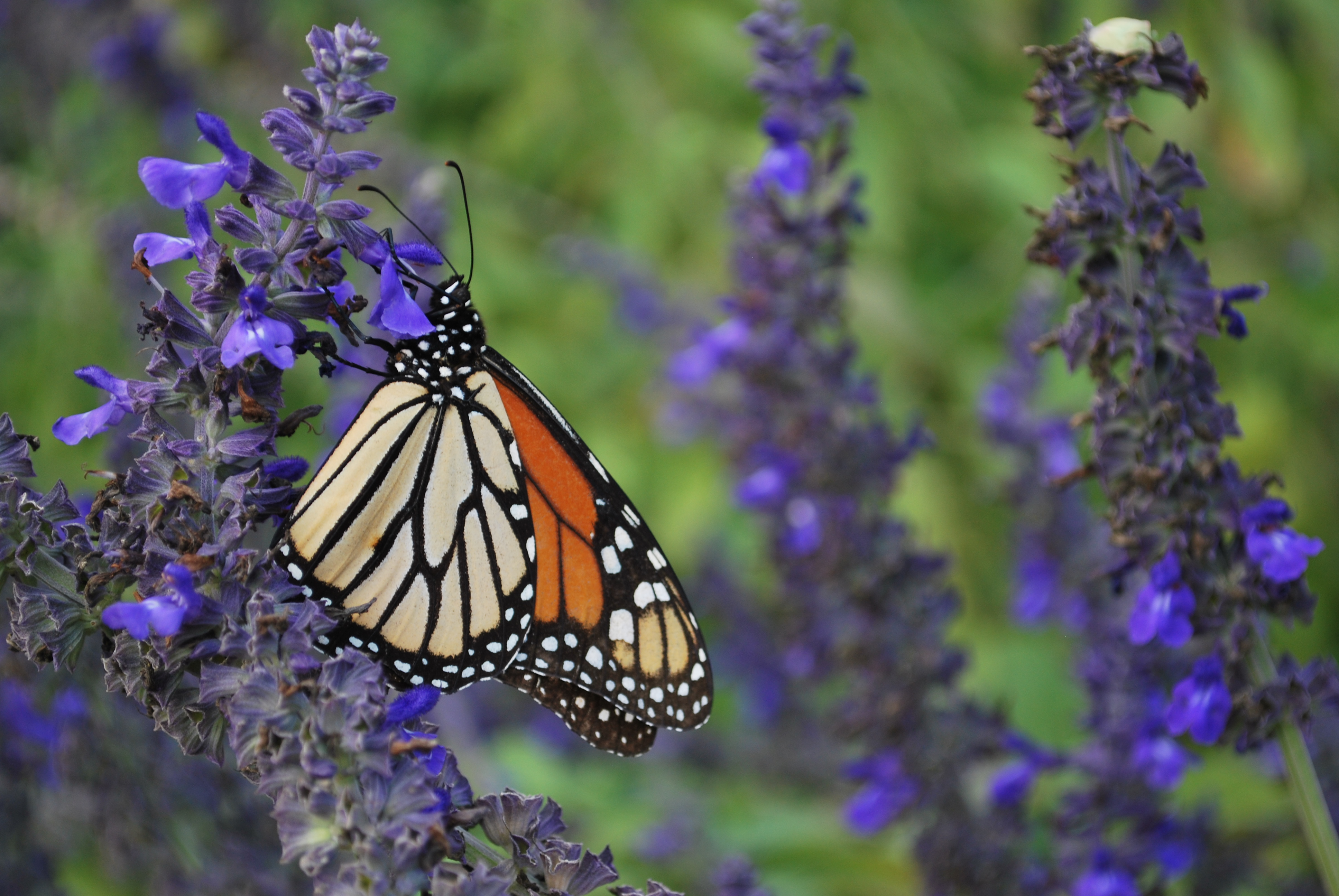 eatbreathegarden_pollinator_monarch
