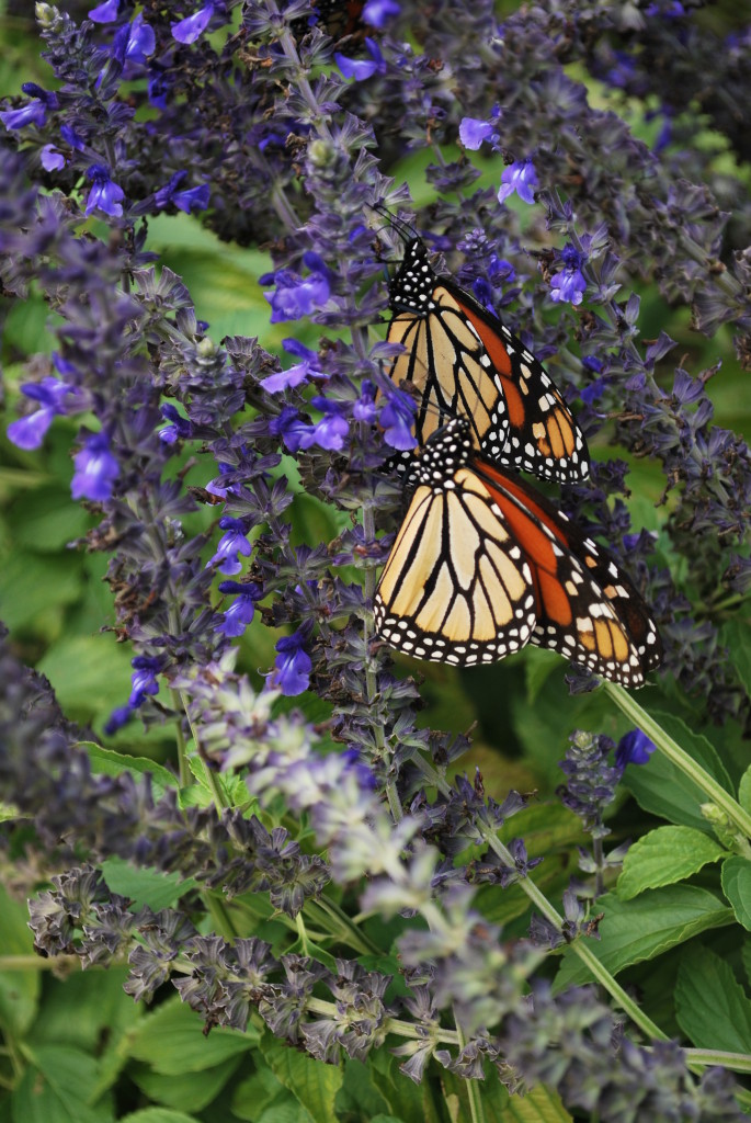 eatbreathegarden_pollinator_monarch