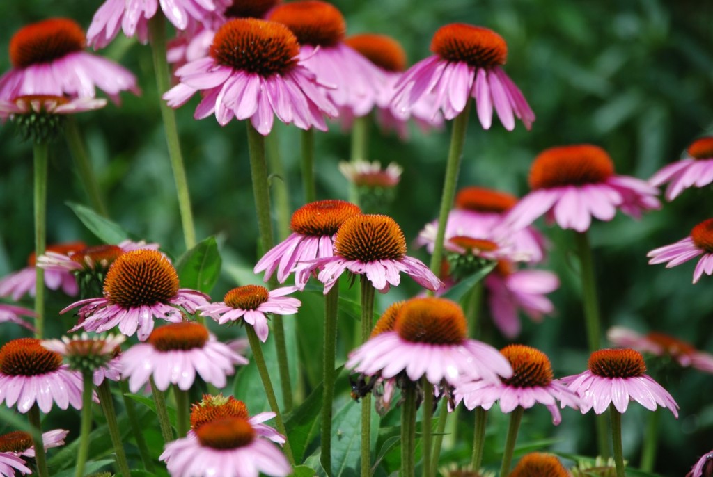 Coneflower_eatbreathegarden