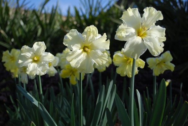 Daffodils_eatbreathegarden