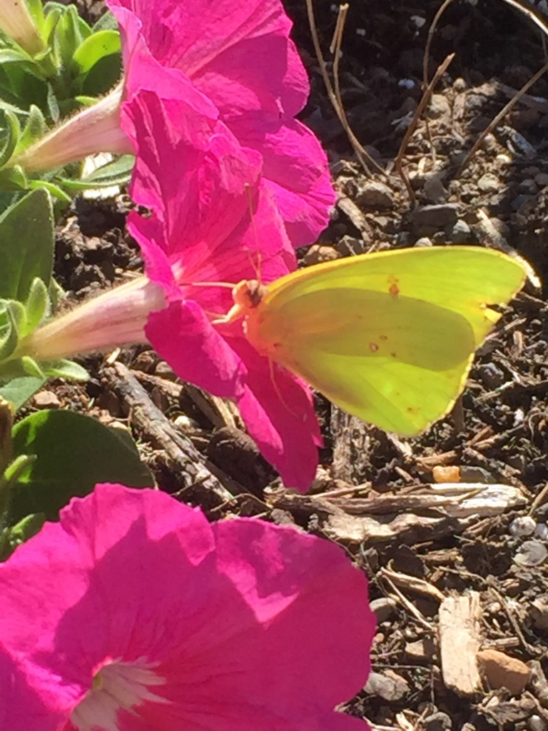 eatbreathegarden_Butterfly