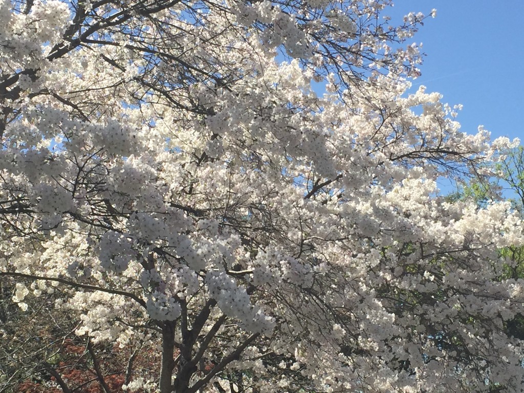 eatbreathegarden_cherrytree_Hanami