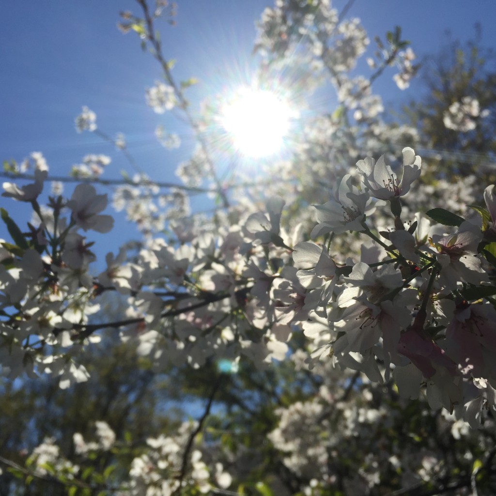 eatbreathegarden_springflowers