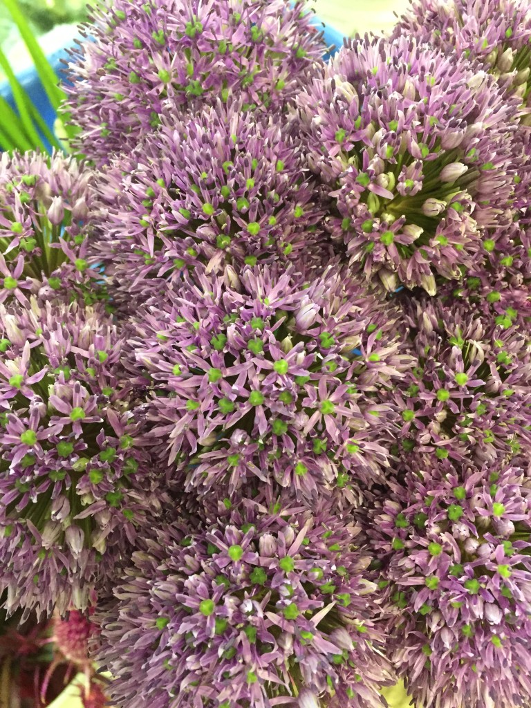 eatbreathegarden_allium_spring_bulb