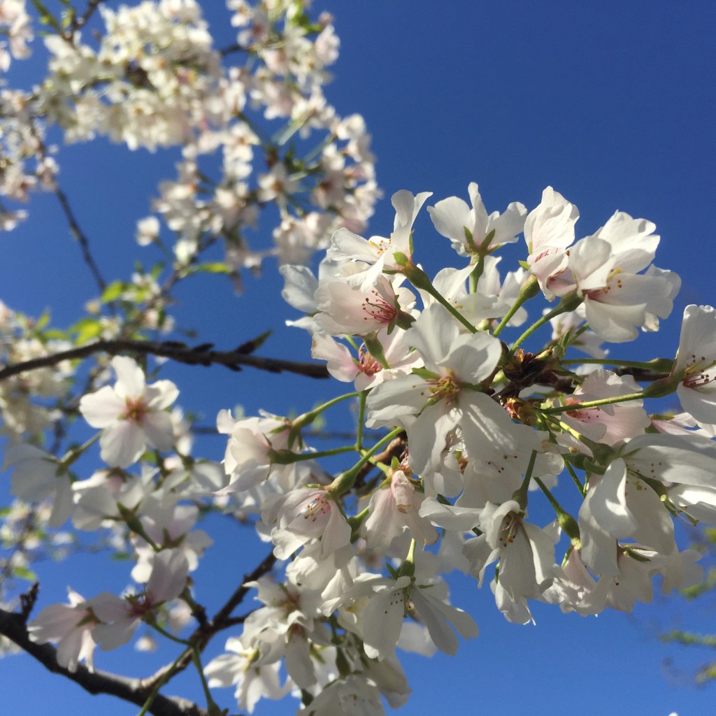 eatbreathegarden_springflowers_cherrytrees