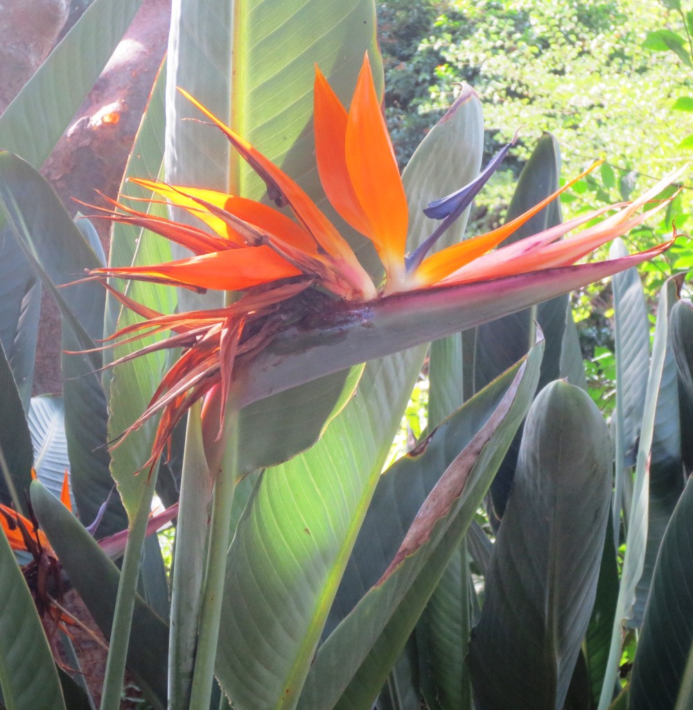 birdofparadise.lesleyfleming