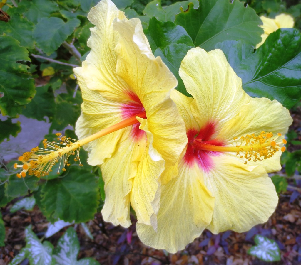 hibiscus.lesleyfleming