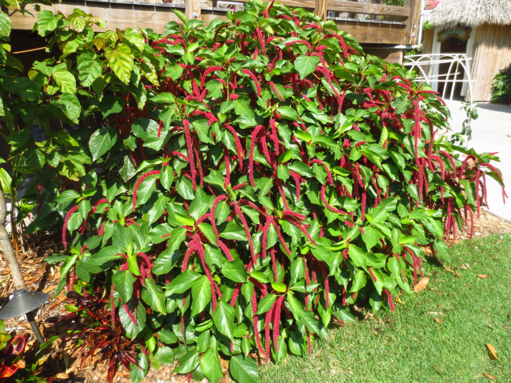 Acalypha-chenille_LesleyFleming