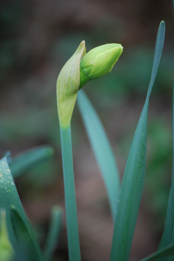 eatbreathegarden_daffodil_spring_bulb