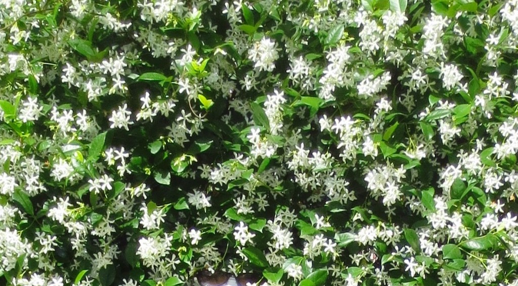 confederatejasmine.lesleyfleming