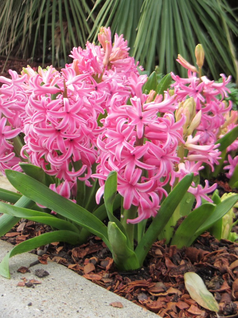 eatbreathegarden_hyacinths_spring_bulb