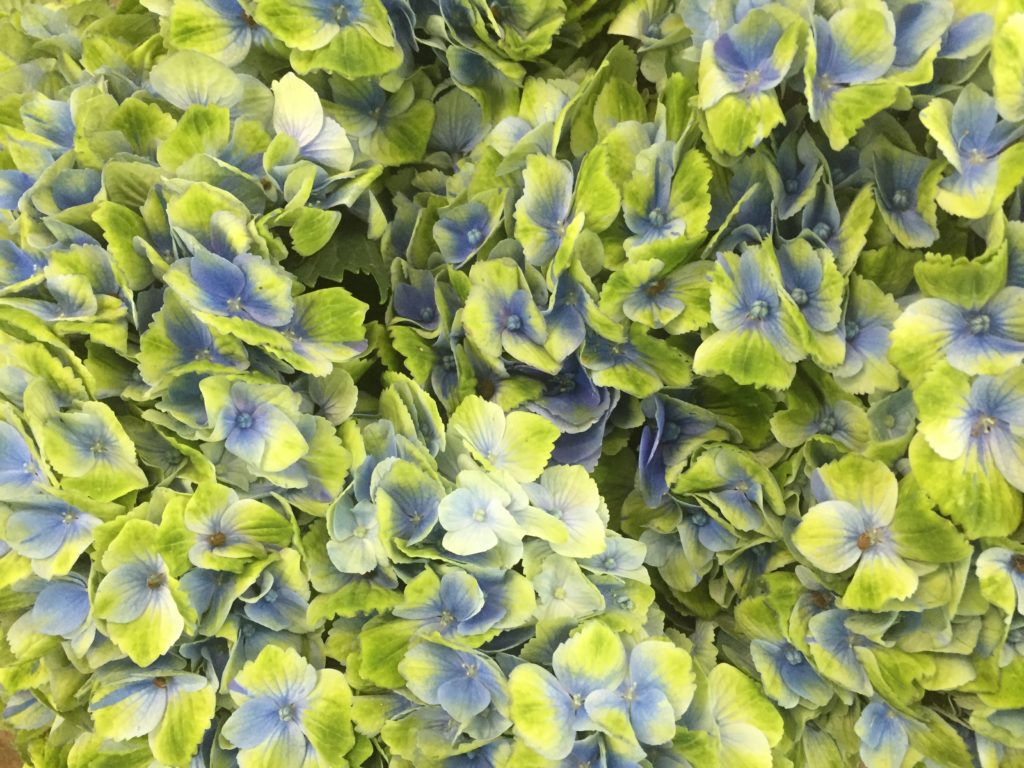 hydrangea_eatbreathegarden