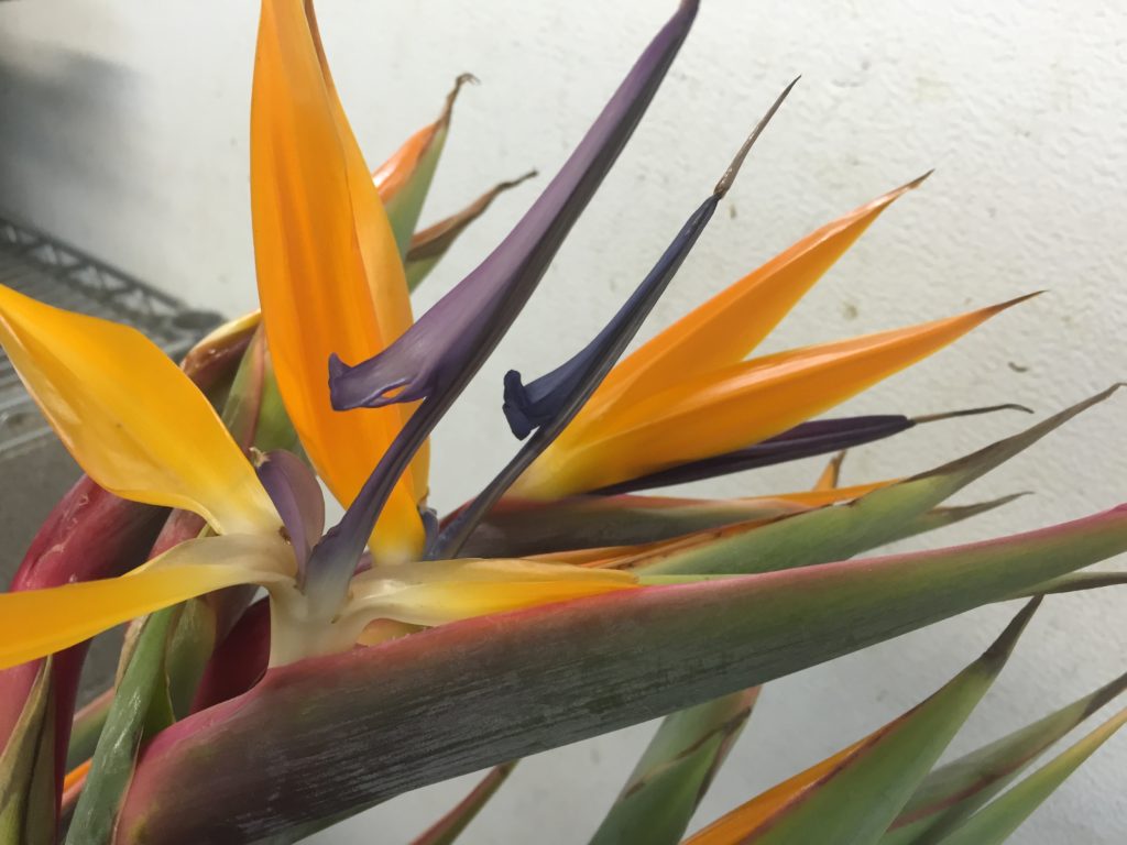 bird-of-paradise_eatbreathegarden