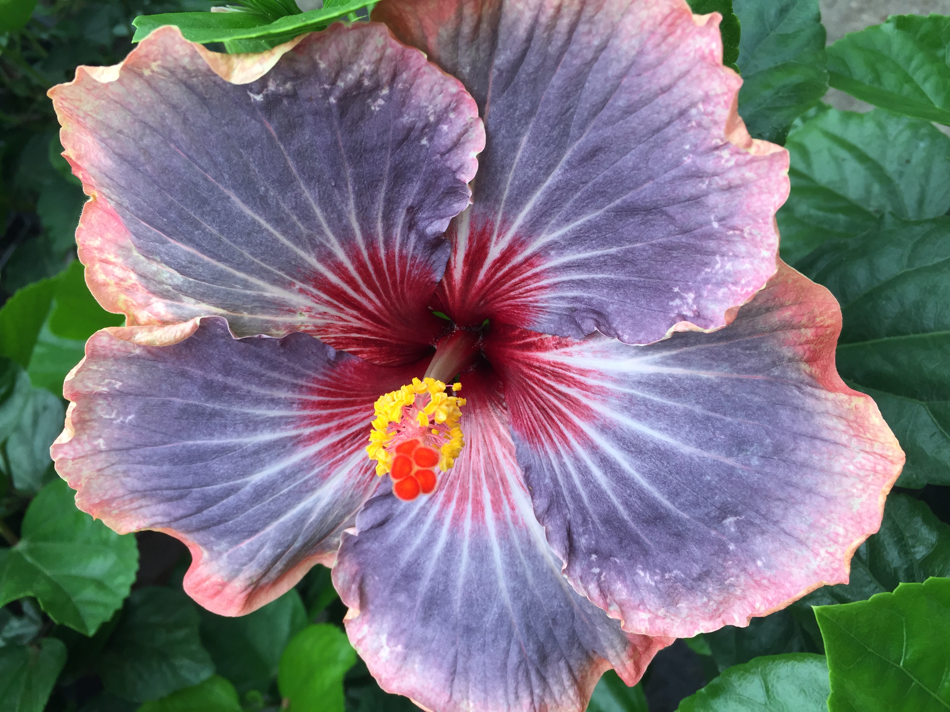 Hibiscus_eatbreathegarden