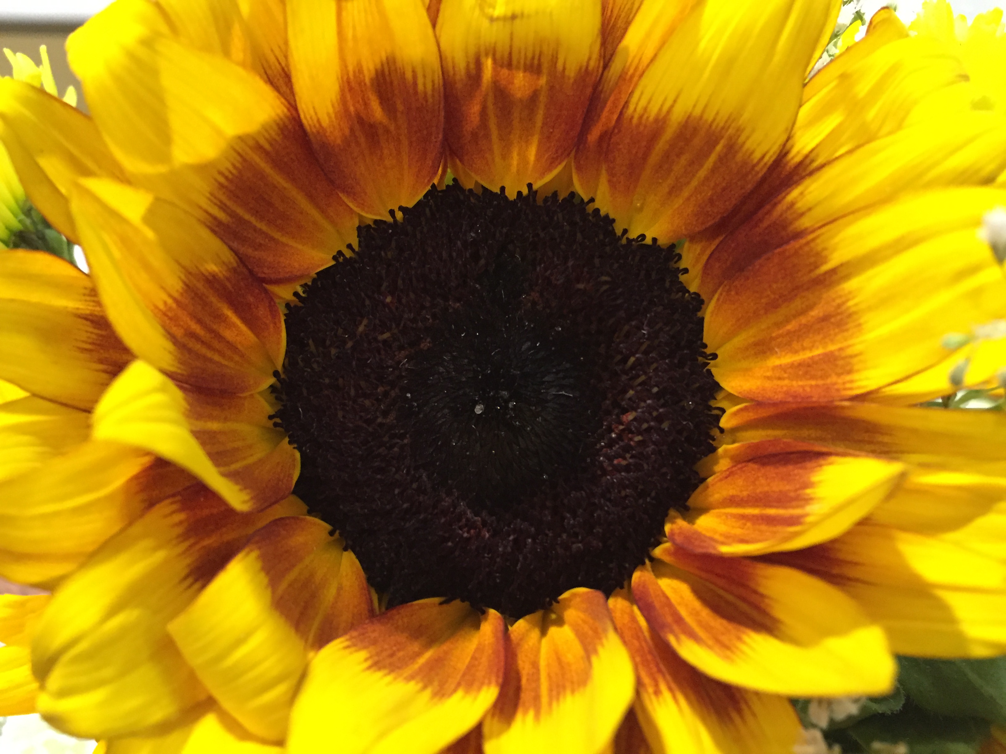 sunflowerringoffire_eatbreathegarden