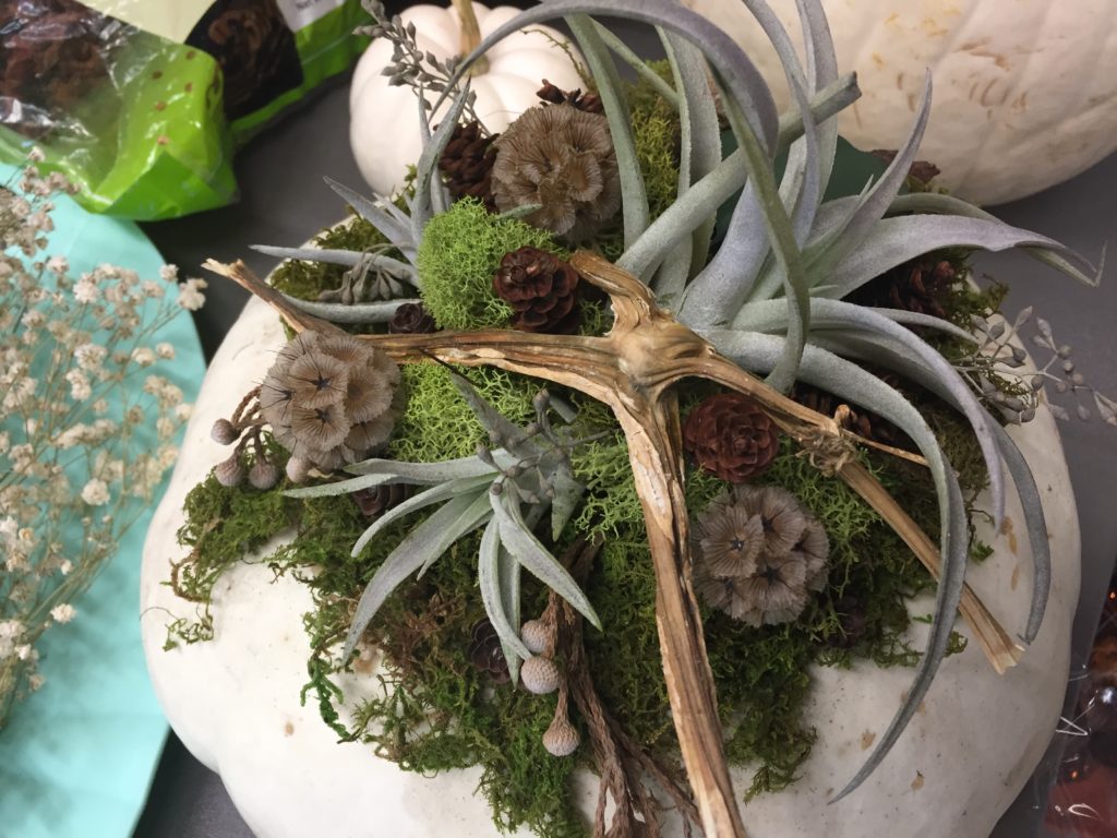 A Gallery Of Fun Fall Horticultural Activities Eat Breathe Garden A Gallery Of Fun Fall Horticultural Activities Eat Breathe Garden
